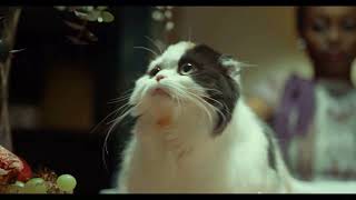 Cute Pet kitten Cats Moment | Animals Farm | Funny Pet kitten by Animals Farm Scene 27 views 1 year ago 6 minutes, 34 seconds
