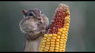 Napi̇m Si̇ncap Efekt