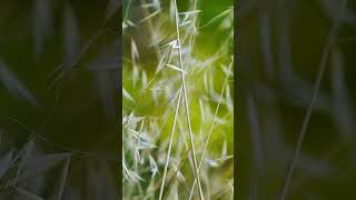 Bushes Greenry on Ground Spring Free Footage 2