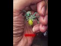 Homem tem amigo inseto #shorts #curiosidades #petsfofinhos