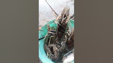 Hôm nay tát ao mới thấy tôm càng