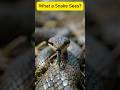 WHAT A SNAKE SEES: Micro-Camera POV Inside a Hidden Den! 🐍🎥 #shorts#pov #viral