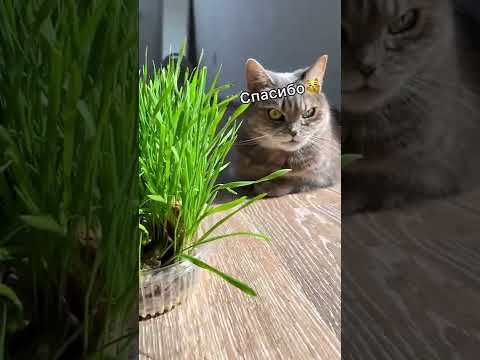 Видео: Как выращивать кошачью траву: посадка кошачьей травы в контейнеры