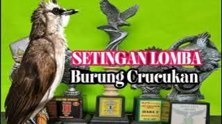 Settingan TRUCUKAN untuk Lomba isian sikatan londo