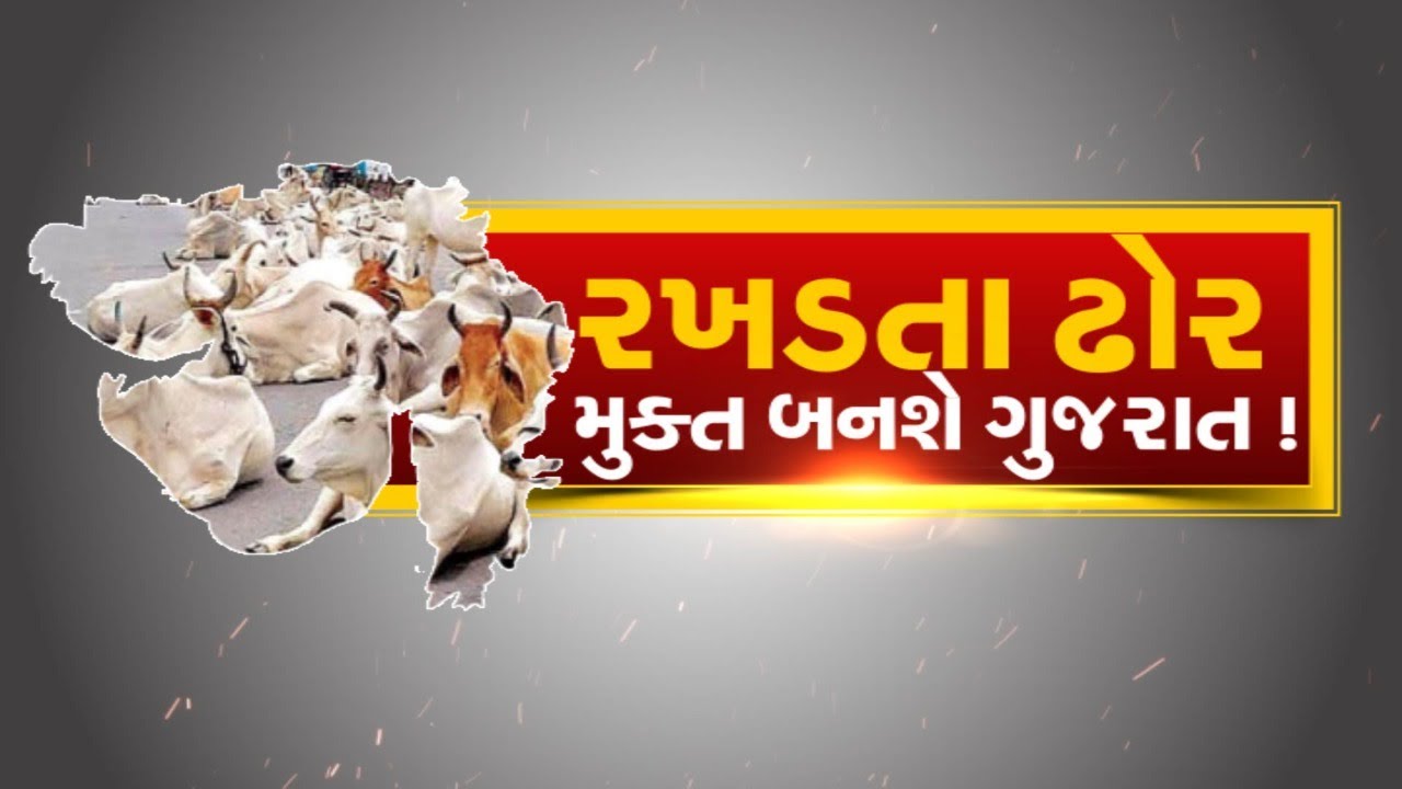 LIVE: Gujarat to become stray cattle free |Vidhansabha |Stray Cattle Resolution Bill|News18 Gujarati