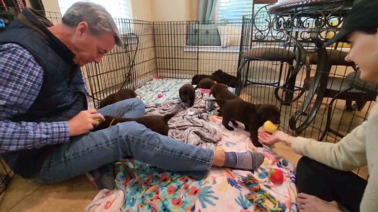Labrador Puppies 5 Weeks Old