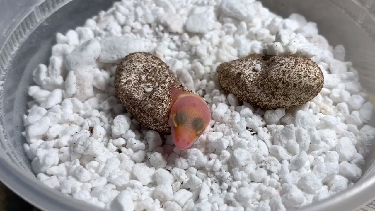 amazing animals youtube Gecko successfully emerges from its tiny egg