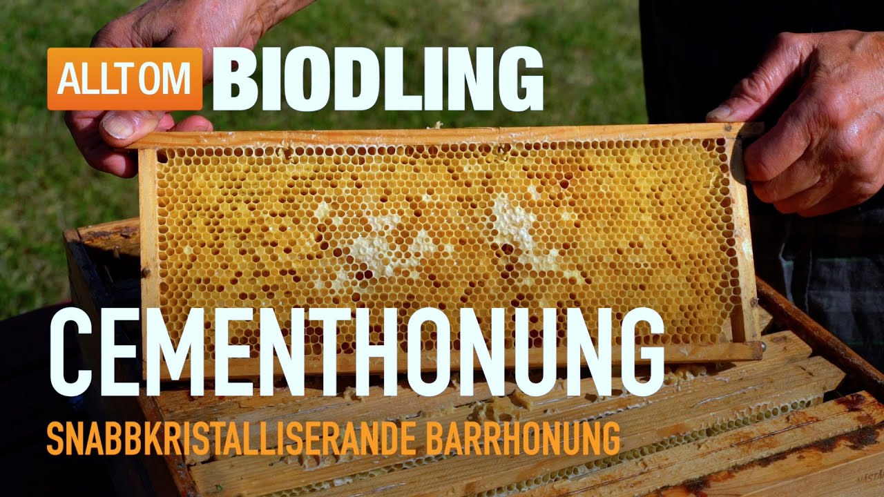 Cementhonung - Snabbkristalliserande barrhonung | Biodling