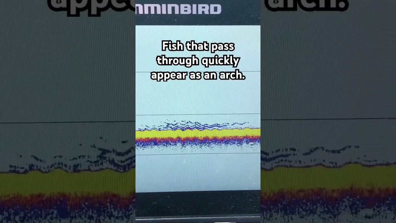 How A Perch School Appears on Sonar 