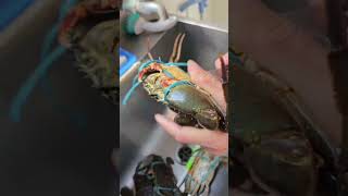 Cara Mematikan Kepiting yang Jitu😱
