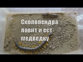 Сколопендра ловит и ест медведку / Scolopendra catches and eats mole cricket