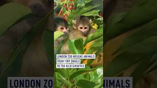London Zoo Weighs Animals From Tiny Snails to 700-Kilo Giraffes