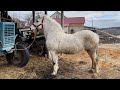 Коні Ваговози.Нова Покупка.Кобила на Продаж. Проба Кобили🐴🐴🐴💪💪💪