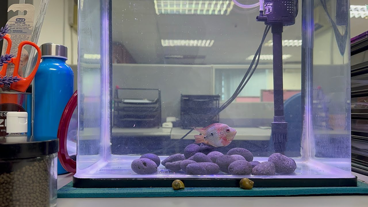 My new bonsai flowerhorn YouTube