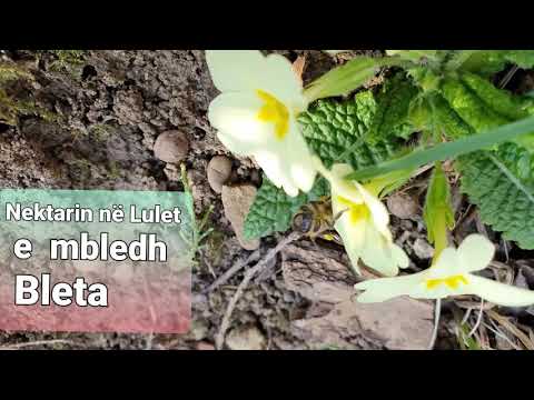 Video: Trëndafili i zakonshëm: përshkrimi, klasifikimi, vetitë e dobishme dhe fotot