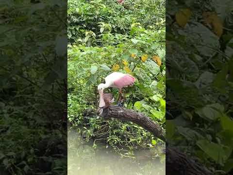 #shorts The Story of the Rose Spoonbill at Jurong Bird Park, Singapore 2 Original Laws of Survival