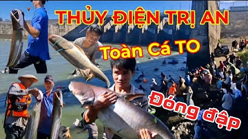 Thủy điện lớn nhất miền Nam đóng cửa xả lũ, hàng ngàn người lao xuống dòng sông bắt cá Khủng|FISHING