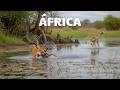 Madre Guepardo | La Batalla por la Supervivencia para Salvar a sus Cachorros | Documental Animal