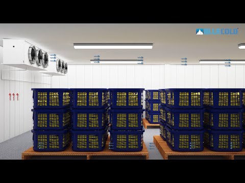 Banana Ripening Chamber | Refrigeration Equipment | Cold Room | Blue Cold