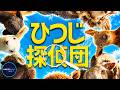 映画『ひつじ探偵団』を観るべき5つの理由