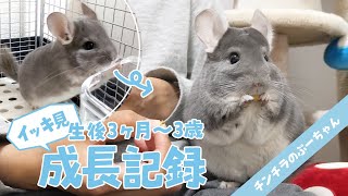 Chinchilla Poohchan's growth record from 3 months to 3 years old!