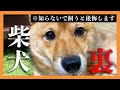 柴犬や豆柴を飼う前に知っておいてほしいこと！カワイイ顔にも裏がある・・・