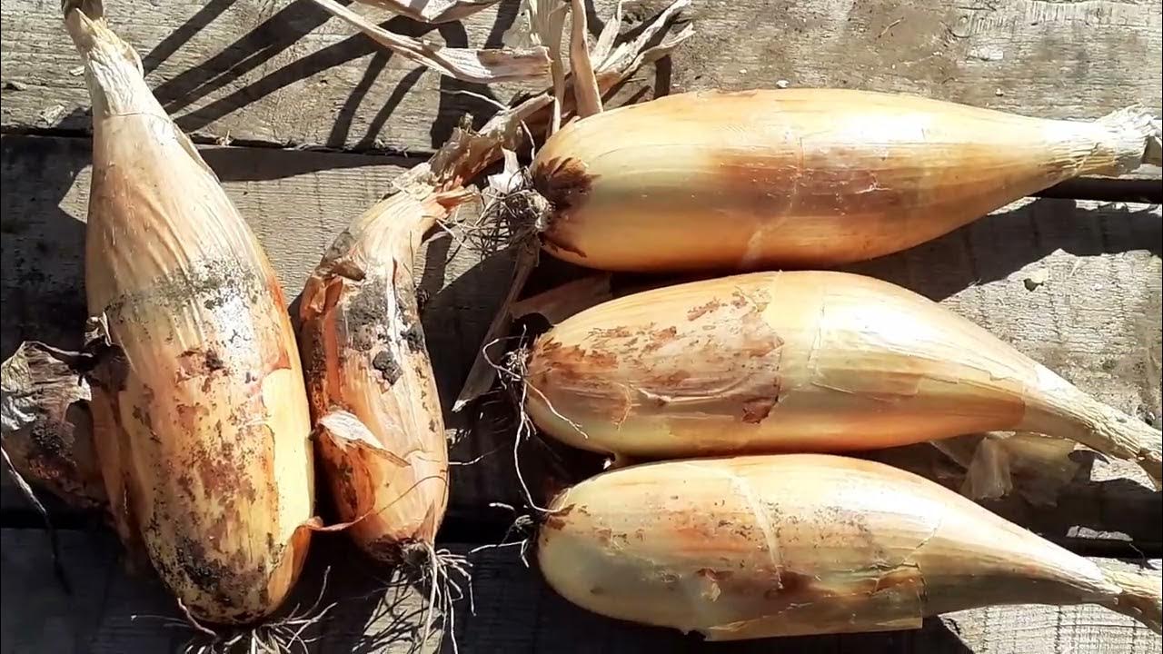 Лук Банановый Гигант золотистый: описание сорта, фото, посадка и уход, отзывы Лу