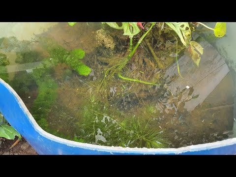 Video Sử Dụng Đất Ruộng Làm Nền Hồ Cá Thủy Sinh Khiến Nước... - youtube