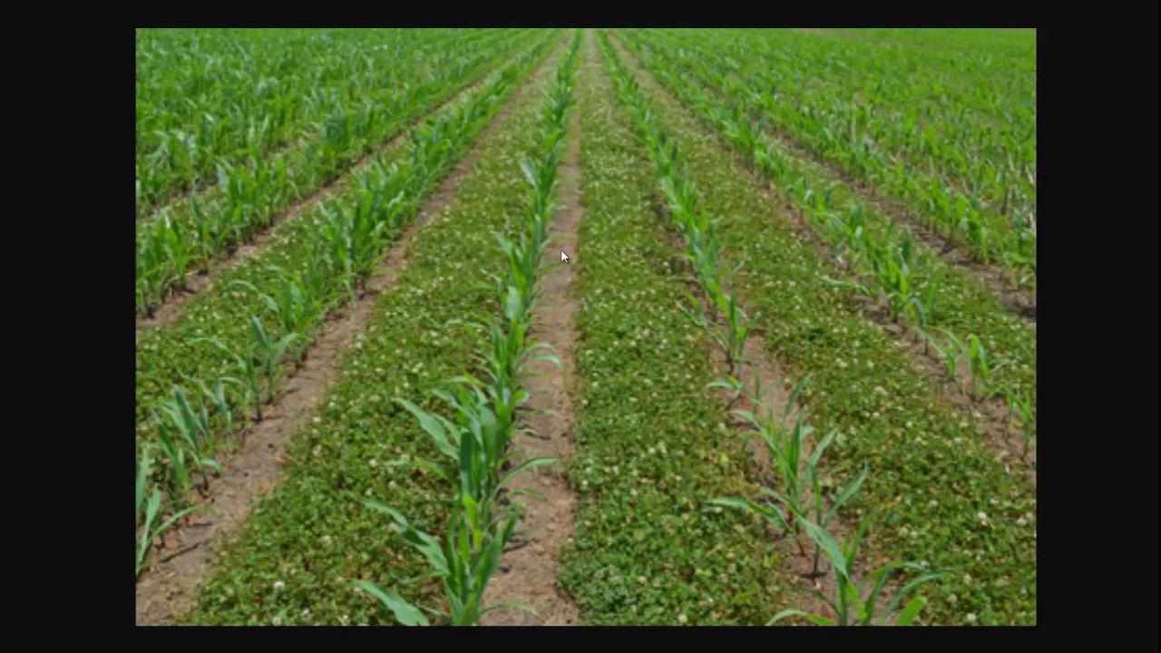 How To Use Living Mulch In Your Garden YouTube