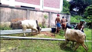 সিলেট টিলাগড় অস্থায়ী গরুর হাট ।  Sylhet Gorur Haat