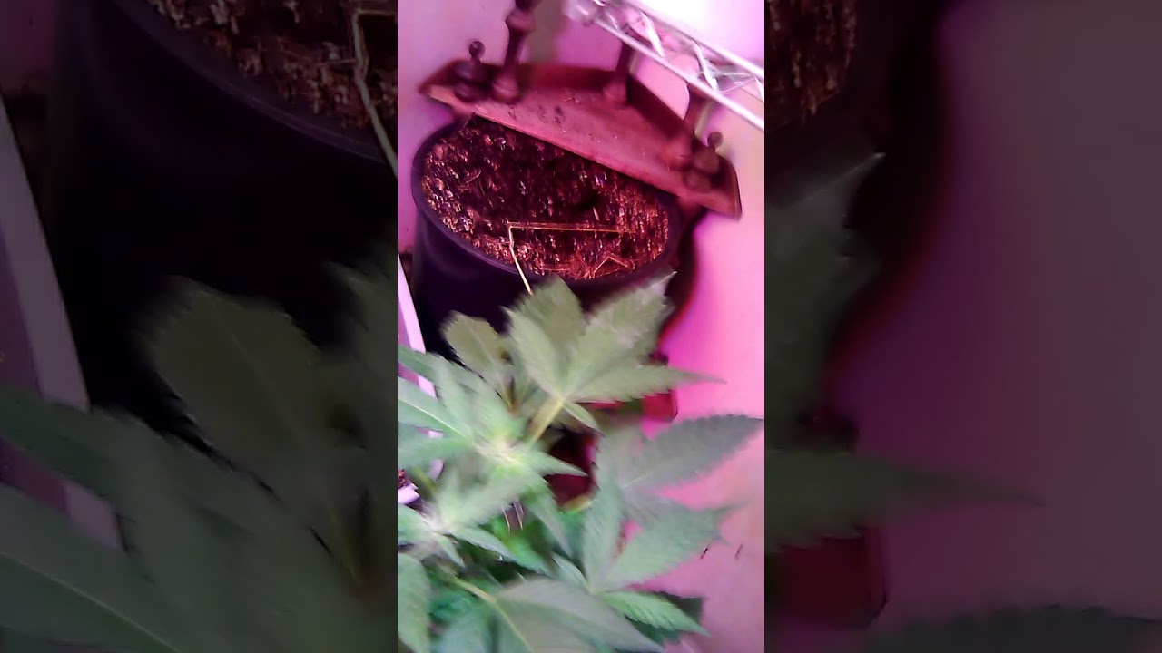 18+ Autoflower Vigaro, Blueberry Trainwreck x Zia Royal Kush,Grape Pusher,Sour deisel male and Femal