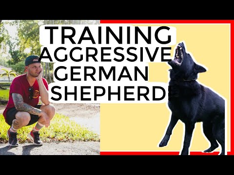 aggressive-german-shepherd-tries-to-attack-dog-trainer--how-to-train-aggressive-dog
