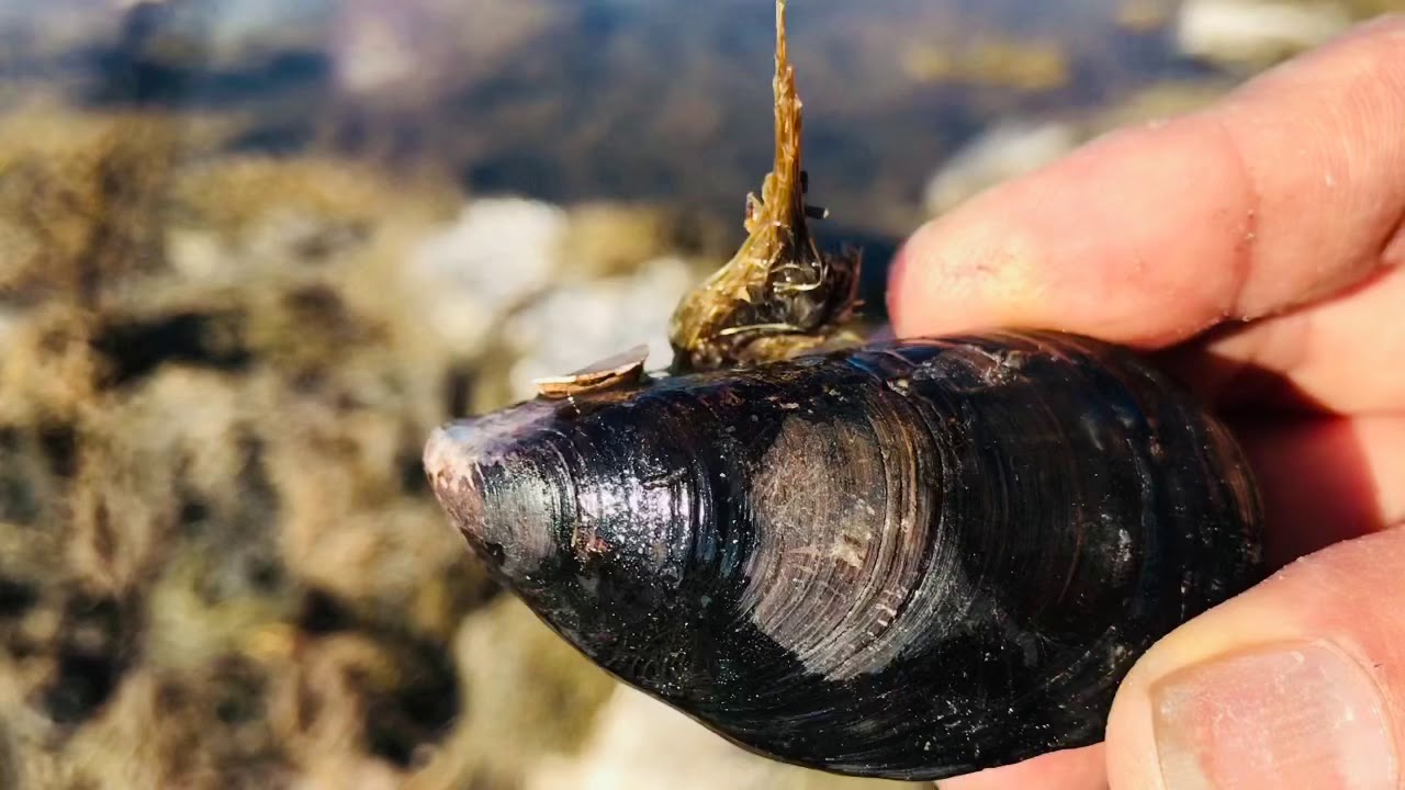 Where and how do Blue Mussels live YouTube