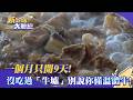 【新台灣大體驗】一個月只開9天！沒吃過「牛墟」別說你懂溫體牛！｜廖慶學 2026.07.04 part1