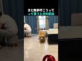 また散歩行こうってって言うと犬の反応