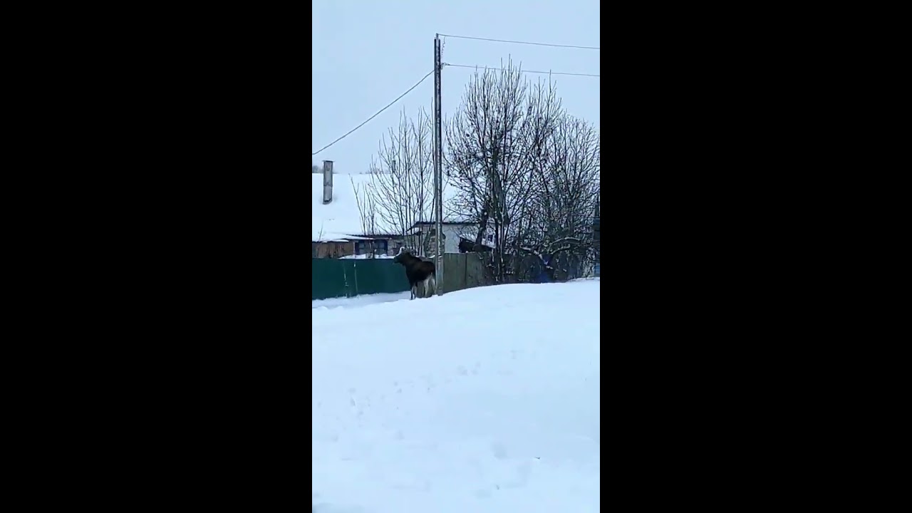 Купить Дом Деревня Гордино Шаховской Район