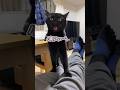 飼い主のアソコの匂いに、「やばいぃ…」と悶絶する猫