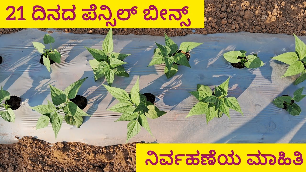 21 ದಿನದ ಪೆನ್ಸಿಲ್ ಬೀನ್ಸ್ ಅಂತರ ತಳಿ ಔಷಧ ಗೊಬ್ಬರ ನಿರ್ವಹಣೆ ಹೇಗಿರುತ್ತದೆ ? | seminis moraleda pencil beans 
