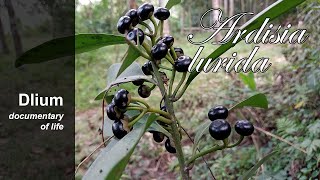 Sacred ardisia (Ardisia lurida)
#Dlium Sacred ardisia (Ardisia lurida) is a plant species in the Primulaceae, shrubby, woody, up to 1 meter high, often with a single stem, branched, elongated leaves, dark green, thick, up to 17 cm long, up to 6 cm wide, thick, flat edge, pointed tip, a pulse in the middle and a 1 cm stem.
A. lurida has round, shiny berries, about 1 cm in diameter, young are red, old are black and the stalk is 1-2 cm. Clusters of berries appear in the leaf axils, are erect and 1-3 cm long.
Kingdom: Plantae
Phylum: Tracheophyta
Subphylum: Angiospermae
Class: Magnoliopsida
Order: Ericales
Family: Primulaceae
Subfamily: Myrsinoideae
Genus: Ardisia
Species: Ardisia lurida
Publications:
Govaerts, R. (1995). World Checklist of Seed Plants 1(1, 2): 1-483, 529. MIM, Deurne.
Turner, I.M. (1995 publ. 1997). A catalogue of the Vascular Plants of Malaya. Gardens Bulletin Singapore 47(2): 347-655.
Arabic: أرديسيا المقدسة
Bengali: পবিত্র আর্ডিসিয়া
Chinese (Simplified): 神圣紫金牛
Chinese (Traditional): 神聖的紫金牛
English: Sacred ardisia
France: Ardisie sacrée
German: Heilige Ardisia
Hebrew: ארדיזיה קדושה
Hindi: पवित्र अर्दिसिया
Indonesian: Lempeni Suci
Japanese: セイクリッドアルディシア
Javanese: Mangsi Wangit
Korean: 신성한 아르디시아
Portuguese: Ardisia sagrada
Russian: Священная ардизия
Spanish: Ardisia sagrada
Thai: อาร์ดิเซียศักดิ์สิทธิ์
Vietnamese: ardisia thiêng liêng
Learn more: https://www.dlium.com/2024/07/sacred-ardisia-ardisia-lurida.html
Location: Muntilan, Magelang Regency, Central Java Province, Indonesia.
Aryo Bandoro
Dlium TheDlium
Web: https://www.dlium.com Sacred ardisia (Ardisia lurida)