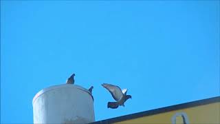 Birds Flying - 1,502 Fps - Chronos 1 4