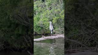 The Return Of The Blue Heron - Part 2