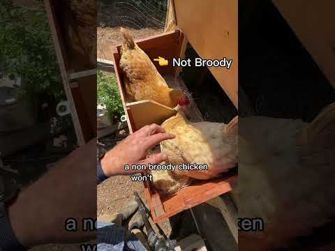 Building My Chicken A Prison