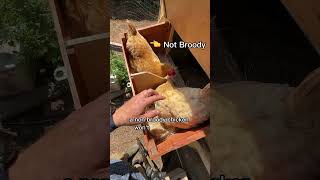 Building My Chicken A Prison