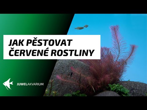 Video: Pěstování akvarijních rostlin – jak pěstovat akvarijní rostliny