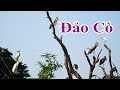Đảo Cò - Đất lành miền Châu Thổ Sông Hồng