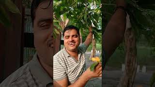 Magnolia Champac Flowers of Jnv Barprta #jnv #jnvsivasagar #sportsequipment #shortvideo #nvs