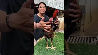 Aditya Farm 99 Classic Bangkok Chicken Material