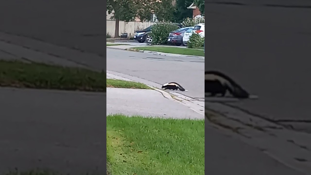 Skunk in my neighborhood 