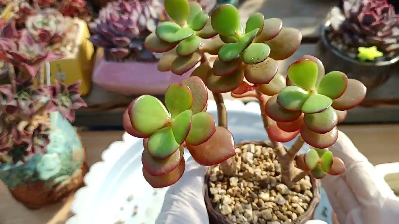 안녕하세요  연휴 마지막 아침 정수 입니다☕️☕️