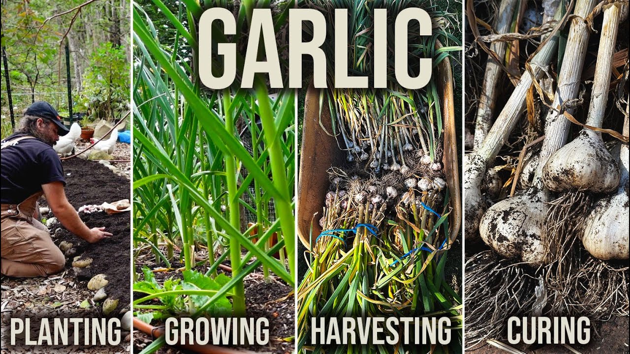 Growing a YEARS worth of GARLIC! GARLIC 101 | Planting, Growing, Harvesting and Curing Garlic!